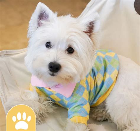 Westie Winter Outfit – Adidogs