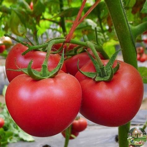 Подкормка для томатов Для этого нам понадобятся: дрожжи сухие 10г ...