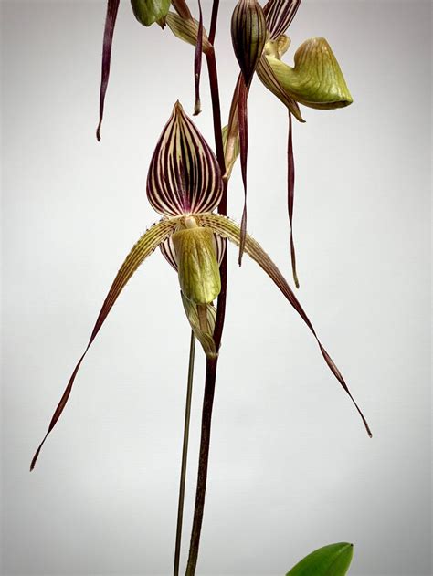 Paphiopedilum Stswithin X Adductum Dark