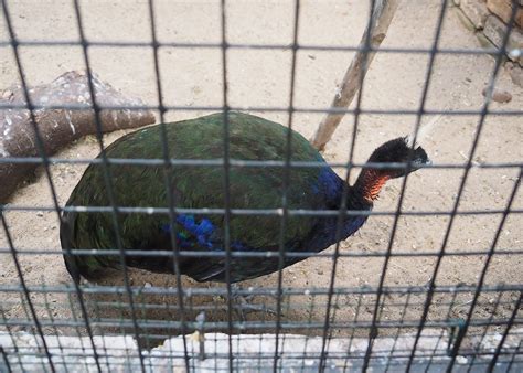 Congo peafowl (Afropavo congensis), 2022-08-28 - ZooChat