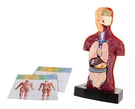 Hey Play Modelo De Anatom A Torso Del Cuerpo Humano Co En Venta En