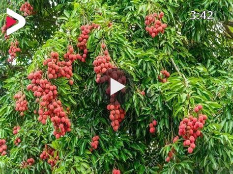 How to grow LYCHEE tree from seeds in Container | Lychee Seed Germination دیدئو dideo