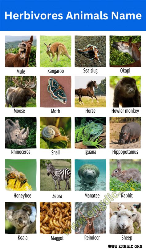 20 Herbivores Animals Name Plant Eating Animals Name Engdic
