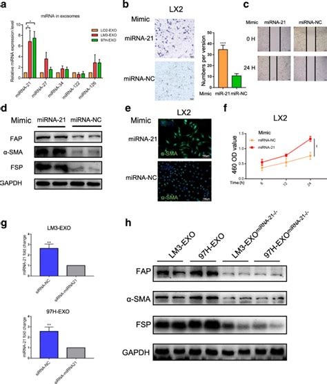 Hepatocellular Carcinoma Derived Exosomal Mirna 21 Contributes To Tumor