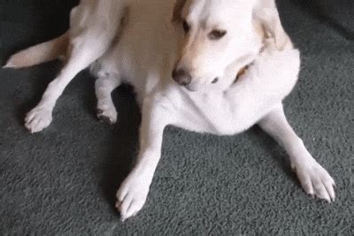 It’s Dog Day Every Day! (15 gifs) - izispicy.com