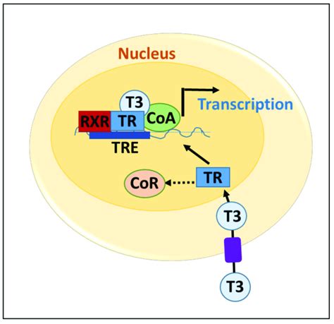 T3 Receptor