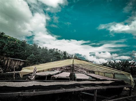 VARIEDADES DEL CAFÉ Y SU ADAPTACIÓN EN BOLIVIA Colonia de los Yungas