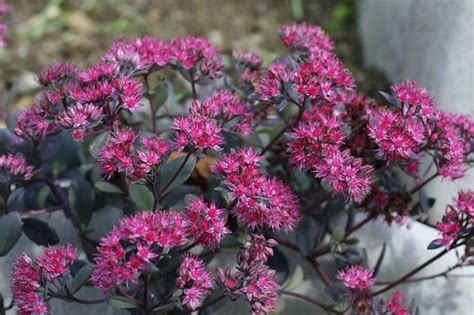 Sedum 'Ruby Glow' 25cm | Sedum, Plants, Foliage