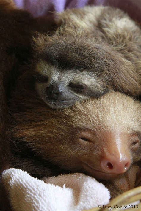 104 best Baby Sloths images on Pinterest