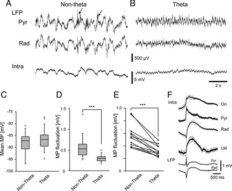 Membrane Potential Fluctuations Of Hippocampal Astrocytes In Different