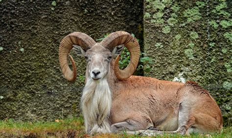 wildlife  ladakh  mammals  birds