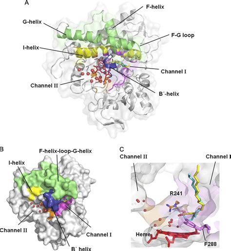 Overall structure of P450 SP with palmitic acid. The B helix and F... | Download Scientific Diagram