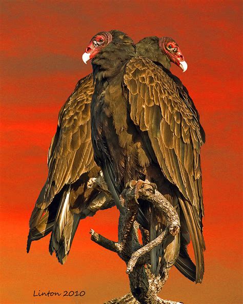 Turkey Vulture Pair Photograph By Larry Linton Fine Art America