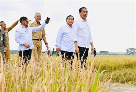 Saat Presiden Jokowi Panen Bersama Menteri Pertanian Di Kebumen