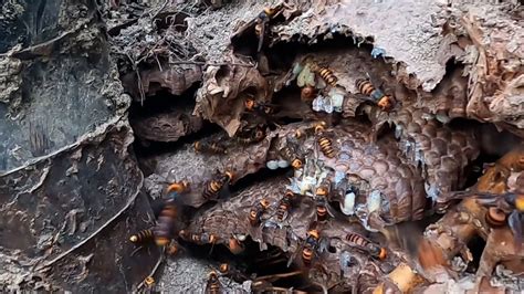 VESPA MANDARINIA NEST REMOVING ASIAN GIANT HORNET NEST REMOVAL WASP