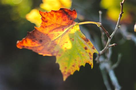 Free Images Nature Branch Sunlight Flower Green Autumn Botany