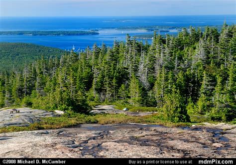 Spruce Forest And Atlantic Ocean View On Pemetic Mountain Picture Bar