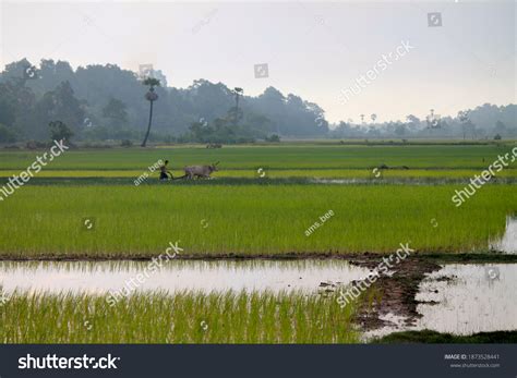 Farmer Cambodian Rice Paddy Stock Photo 1873528441 Shutterstock