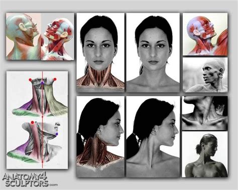 Anatomy For Sculptors | Anatomy Book Series For Artists | Анатомическое ...