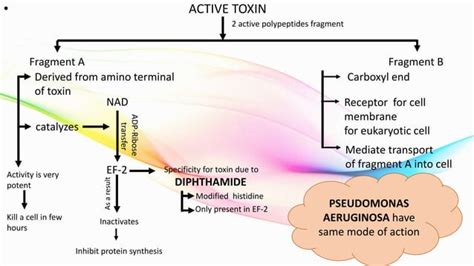 MECHANISM of ACTION of some GRAM positive BACTERIA’s exotoxin