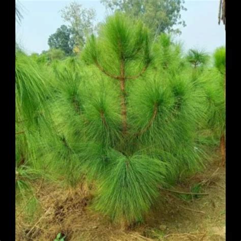 Green Pine Tree Pinus Roxburghii For Garden At Rs Piece In