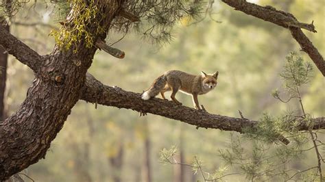 See the Captivating Winners of the British Wildlife Photography Awards ...