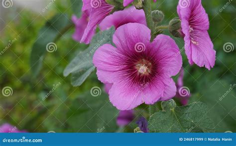 Dark Pink Hollyhocks Close Up In A Field A Stalk Of Dark Magenta Pink