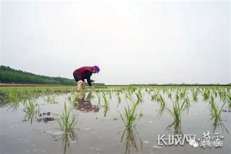 滦南：水稻插秧正当时！澎湃号·政务澎湃新闻 The Paper