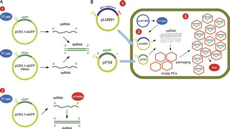 Production Methods For Long Dsrna A In Vitro Dsrna Production