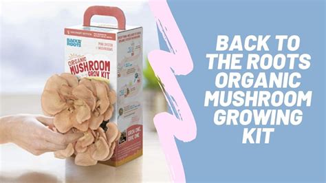 Back To The Roots Organic Mushroom Growing Kit Amazon Youtube