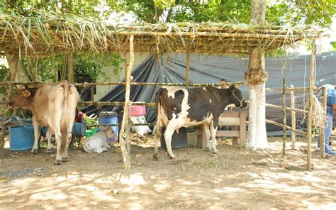 Se detiene la producción de leche en el norte de Veracruz estas son