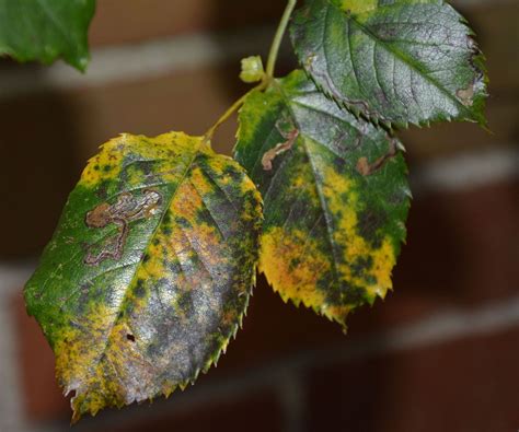 Rose black spot: how to prevent and beat this common disease | Homes & Gardens