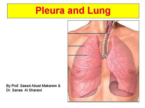 Pleura And Lung By Prof Saeed Abuel Makarem