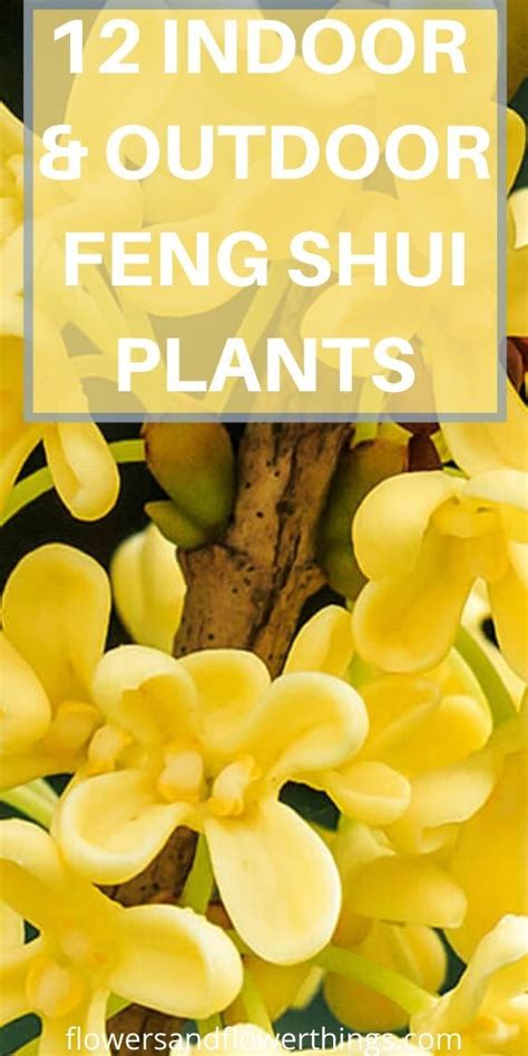 12 indoor and outdoor feng shui plants – Artofit