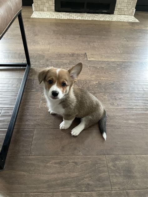 Picking Him Up The 23rd First Corgi And First Puppy Only Ever Had