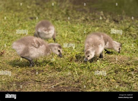 Precocial Bird Hi Res Stock Photography And Images Alamy