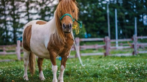 Todo Sobre El Pony ¿cómo Es Este Caballo Pequeño