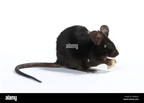 Black And White Mouse Animal Hi Res Stock Photography And Images Alamy