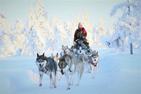 Km Self Driven Husky Sled Adventure In Rovaniemi In Rovaniemi Lapland