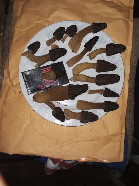 Mushroom Porn XNXX Adult Forum