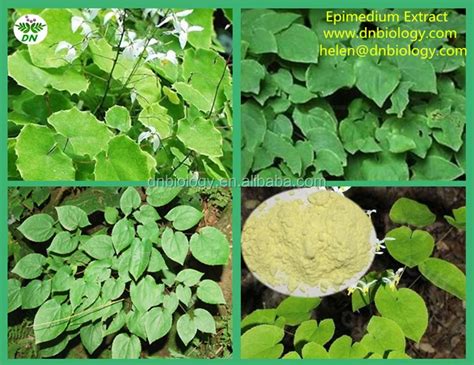 High Quality Horny Goat Weed Extract Epimedium Extract Penis Enlargement Herbs Epimedium Buy
