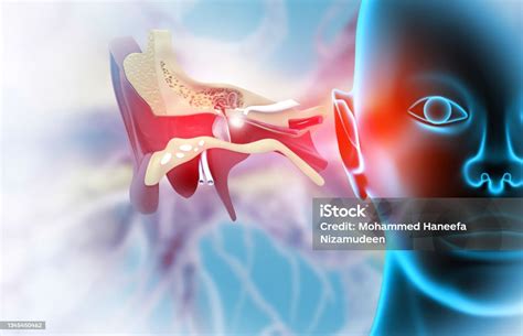 struktur anatomi telinga manusia gelombang suara  telinga