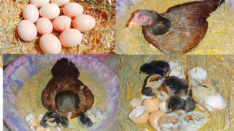 Young Hen Hatching Eggs To Chicks 2rd Timemurgi Hen Harvesting Eggs To