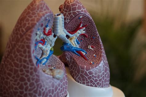 Common Types Of Respiratory Medications And What You Need To Know Life