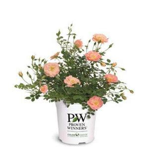 Black Pussy Willow Plant Addicts