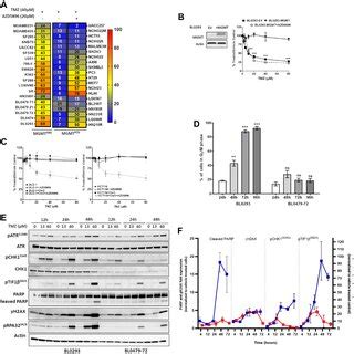 Atr Inhibition In Combination With Tmz Induces Persistent Dna Damage