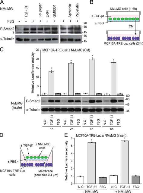 Mature TGF β activated by the FBG domain of TNX is not diffusible and