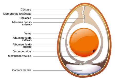 Huevo Un Alimento Nutritivo Y Versátil