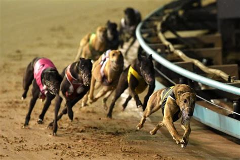 Greyhound Speed Chart – History of Greyhound Racing in Australia