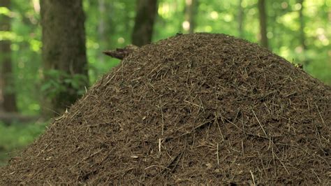 Ant in the forest. Work and life of forest ants in an anthill. 47859253